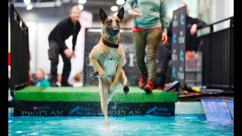 Πάνω από 31.000 διαγωνιζόμενοι στο World Dog Show στη Γερμανία