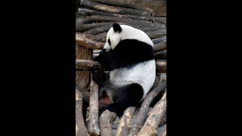 Μπριζίτ Μακρόν: «Νονά» του πρώτου πάντα που γεννήθηκε στη Γαλλία