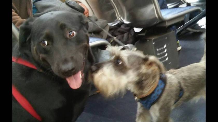 Σκυλίτσα παίρνει το λεωφορείο για να πάει στο πάρκο