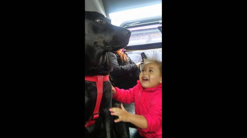 Σκυλίτσα παίρνει το λεωφορείο για να πάει στο πάρκο