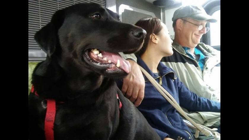 Σκυλίτσα παίρνει το λεωφορείο για να πάει στο πάρκο