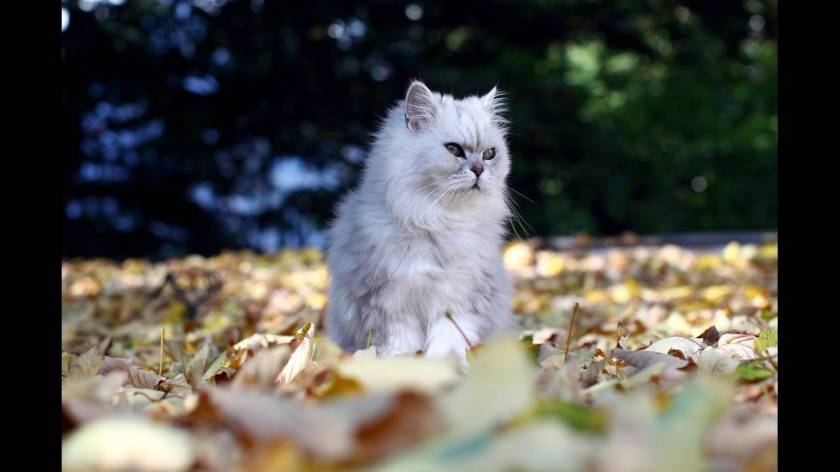 ΜΙα γάτα απολαμβάνει τη λιακάδα καθισμένη στα πεσμένα φύλλα, στη Βιέννη.
