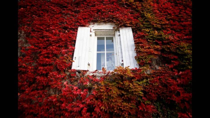 Σπίτι καλυμμένο με φύλλα στο Chateau-Thebaud, κοντά στη Ναντ στη Γαλλία.