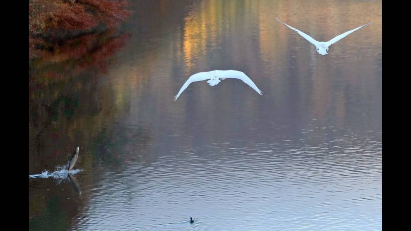 Ένας σολωμός πηδά έξω από το νερό, ενώ κύκνοι πετούν πάνω από τη λίμνη Faskally στο Pitlochry της Σκωτίας.