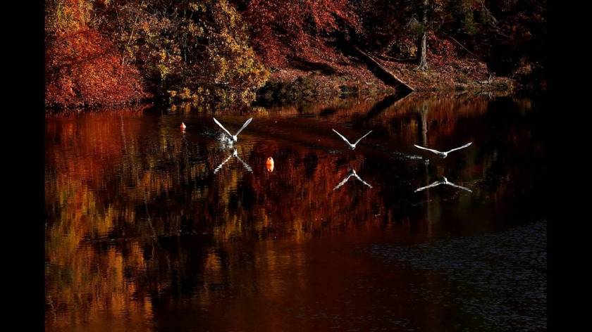 Κύκνοι με φόντο τα φθινοπωρινά χρώματα στην τεχνητή λίμνη Faskally στο Pitlochry της Σκωτίας.