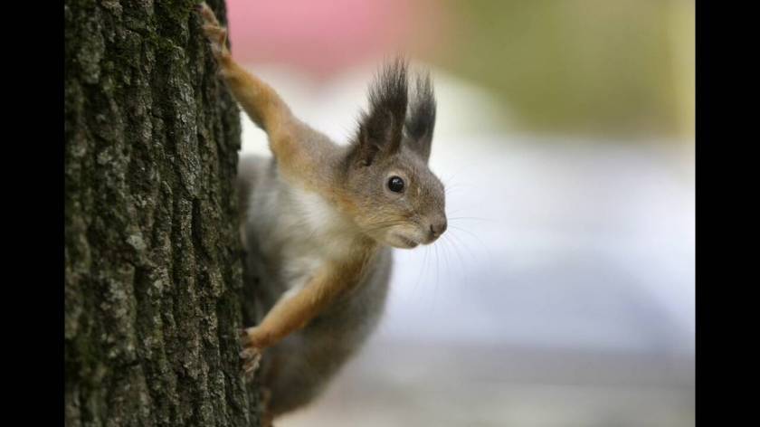 Το άσχημο είναι πως κάποια ζώα, μη έχοντας τη δυνατότητα επιλογής ή συγκατάθεσης, γίνονται θύματα της ανθρώπινης μεγαλομανίας.
Το 2007, ο ιρανικός στρατός «συνέλαβε» μία ομάδα 14ων σκίουρων – κατασκόπων κοντά σε μία πυρηνική εγκατάσταση.