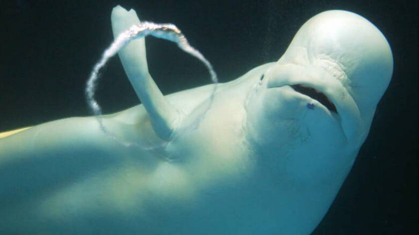 Προσφάτως εντοπίστηκε φάλαινα μπελούγκα σε θαλάσσια περιοχή στα βόρεια της Νορβηγίας. Και οι ψαράδες υποψιάστηκαν πως κάτι δεν πάει καλά όταν διαπίστωσαν πως η φάλαινα φορούσε χαλινάρια ενώ συνεχώς κυνηγούσε τις βάρκες τους.

Το χαλινάρι το οποίο είχε μ