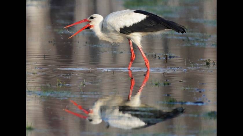 Το 2013, οι αιγυπτιακές αρχές έπιασαν έναν πελαργό με ένα ‘καρτελάκι’ στο πόδι του που σήμανε συναγερμό. Αποδείχτηκε πως ήταν πλήρως αθώος. Το καρτελάκι είχε τοποθετηθεί από Γάλλους επιστήμονες για να εντοπίζει την πορεία του πουλιού.