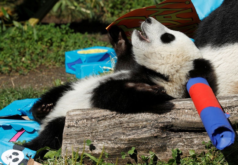 2017 08 07T100501Z 49318746 RC1E497DC300 RTRMADP 3 WILDLIFE PANDA AUSTRIA