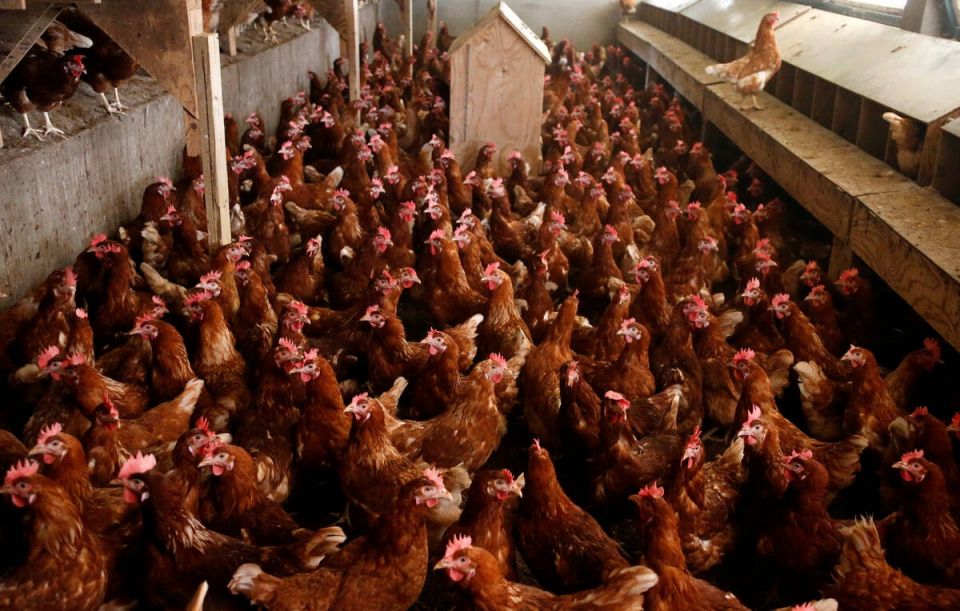 2017 08 07T173157Z 1240225443 RC1E81EF2BA0 RTRMADP 3 EUROPE EGGS