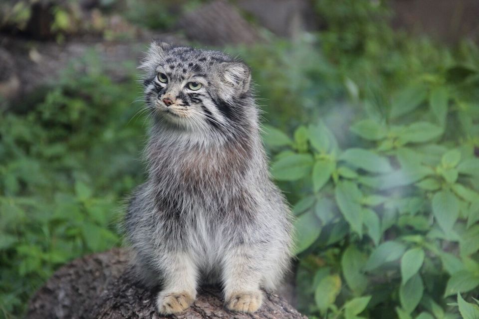 manul-g185ec5611_1920.jpg