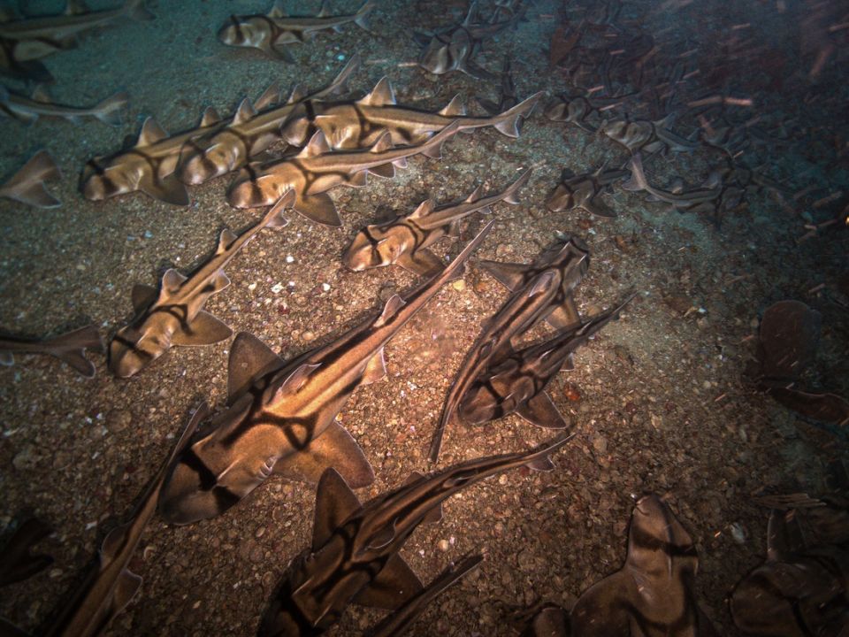 9.-Port-Jackson-Sharks-at-Beagle-Marine-Park-_-Credit-NESP-IMAS.jpg