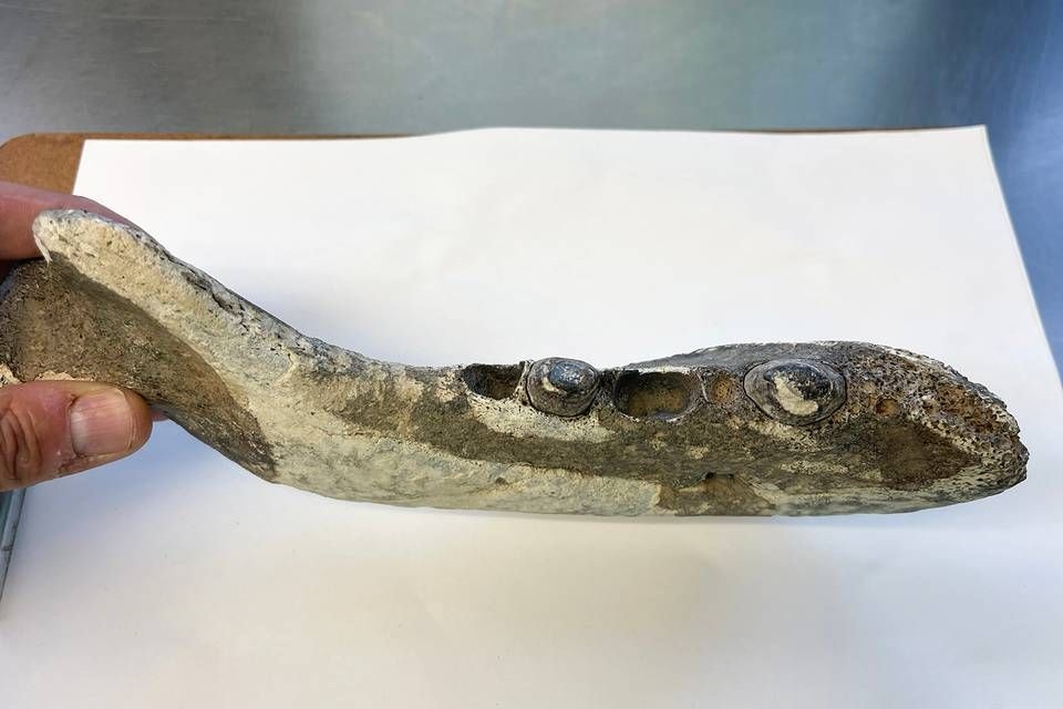 jawbonefossilfinalphoto.jpg