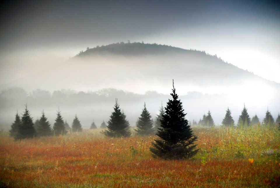 Amazon Christmas Trees