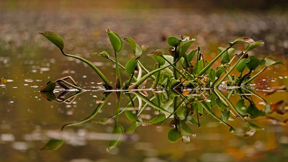 Water Hyacinth, yakinthos