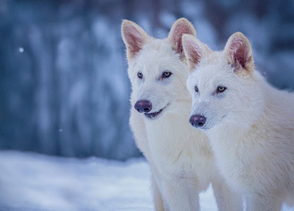 Modern Dire Wolf, antarolykoi