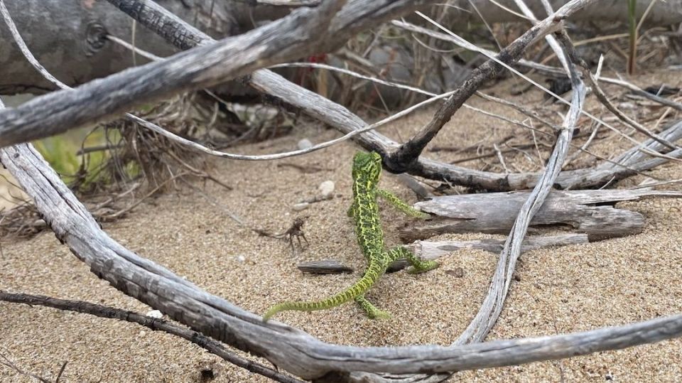 Afrikanikos xamaileontas