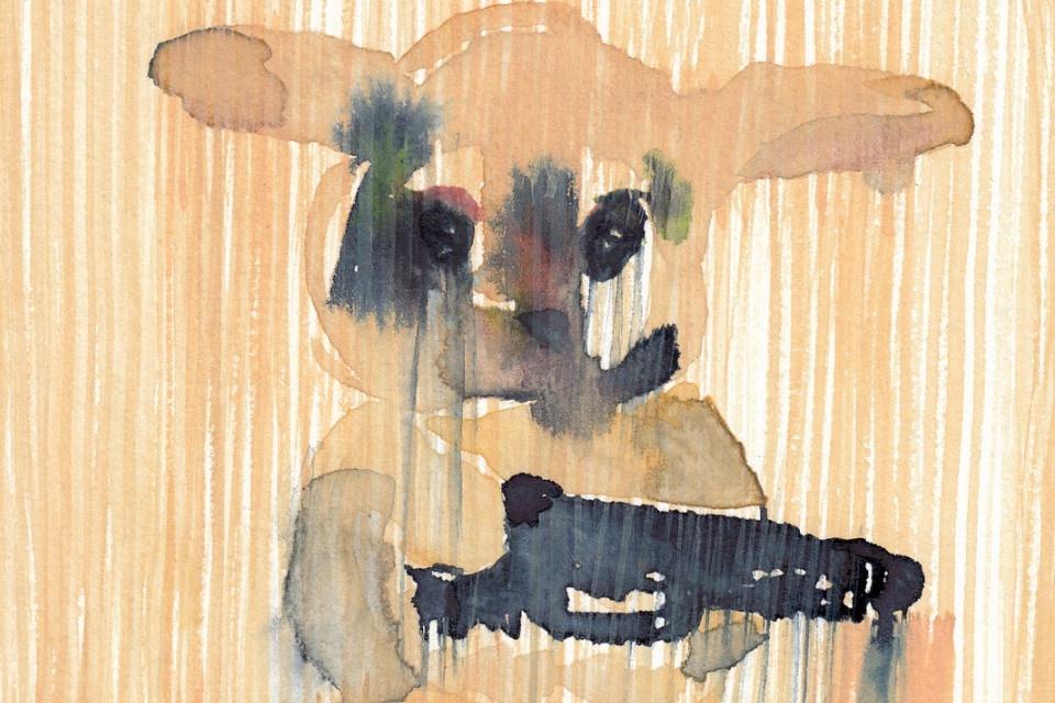 954628.jpg