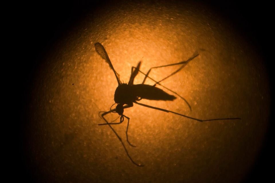 Kounoupi koynoypi mosquito kounoupia