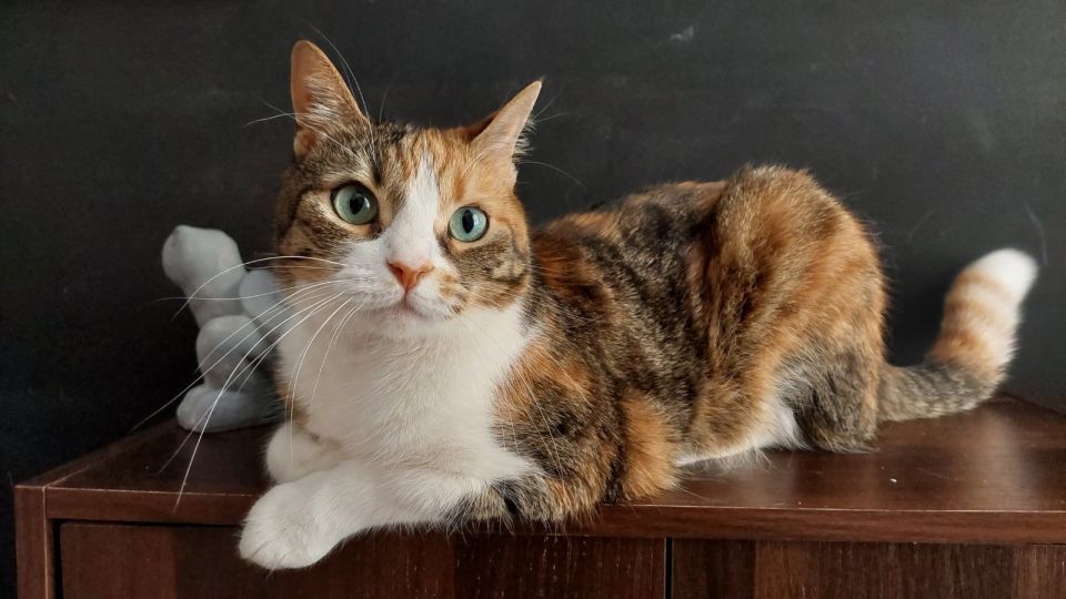 channel feline gates