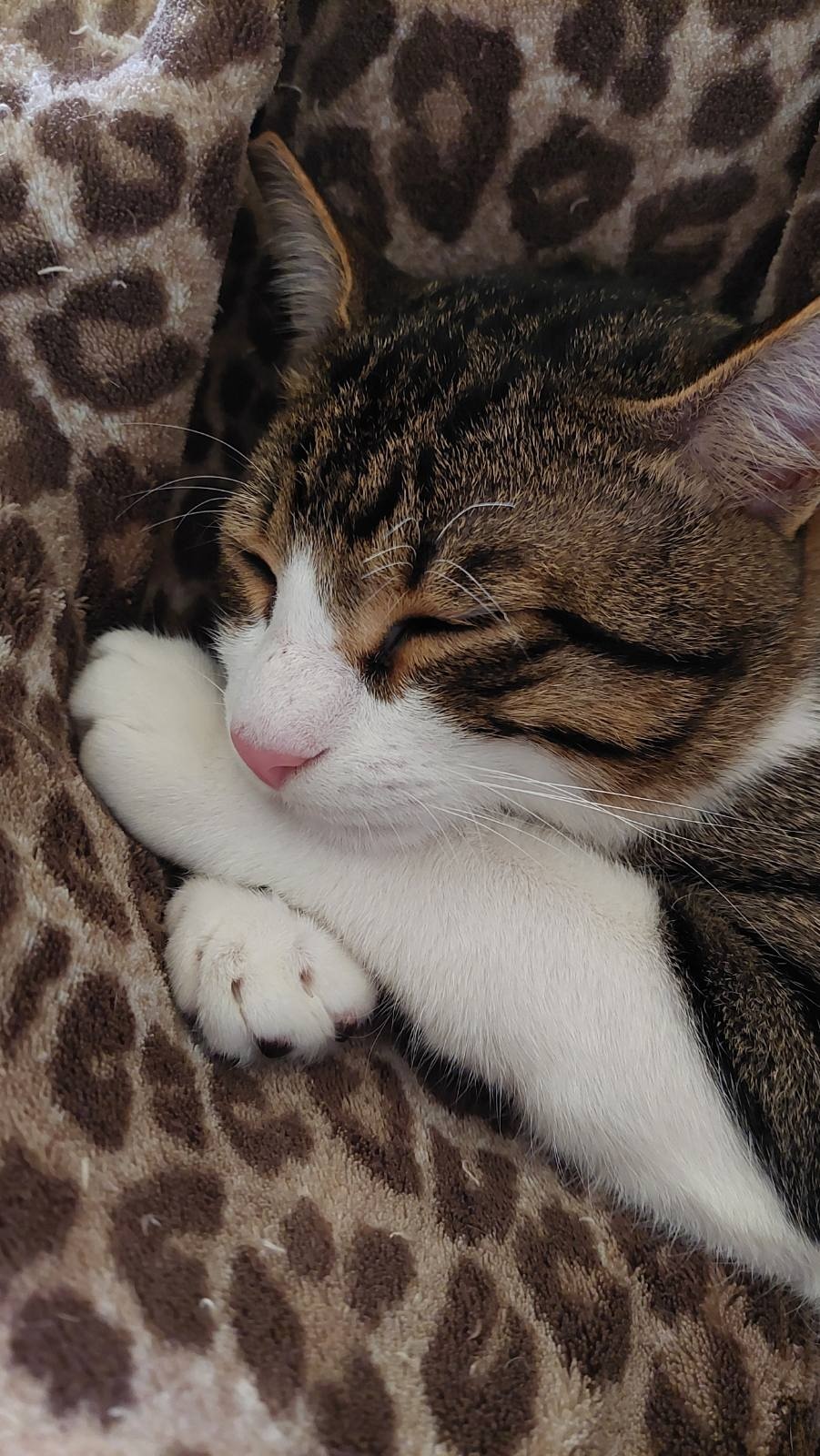 channel gata cat