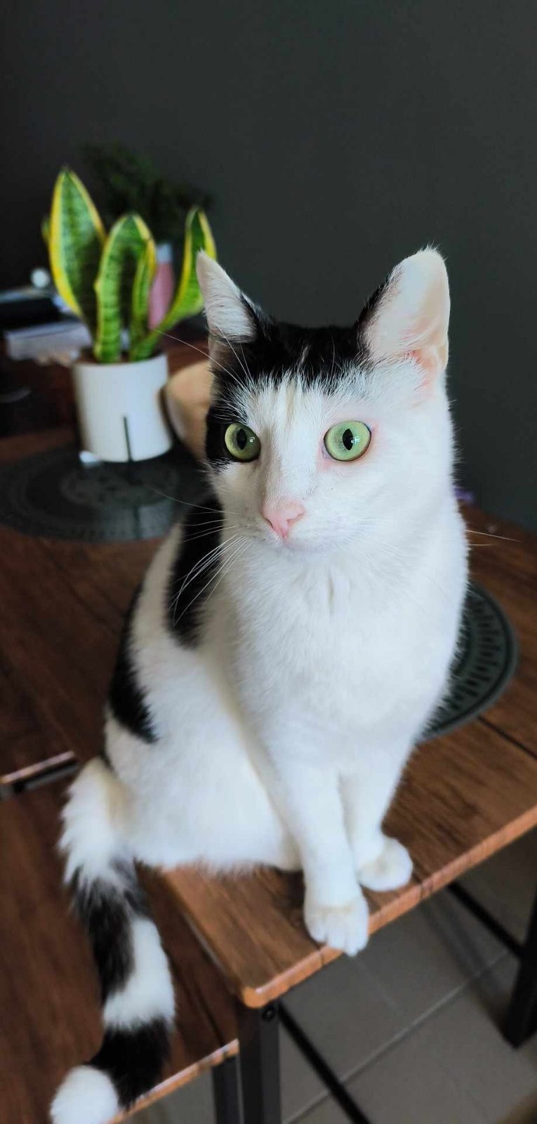 salamis gata cat