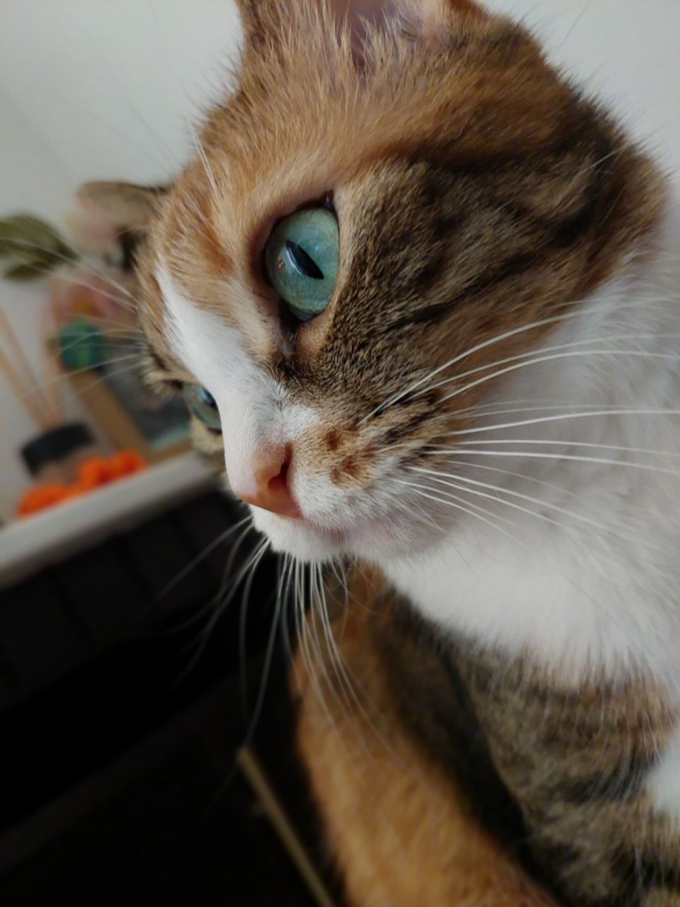 channel feline gata
