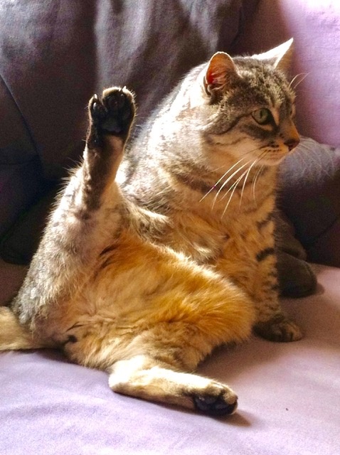 ziggy cat