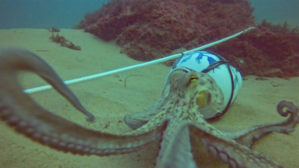octopus antikeimena aggeia thalassa xtapodi htapodi