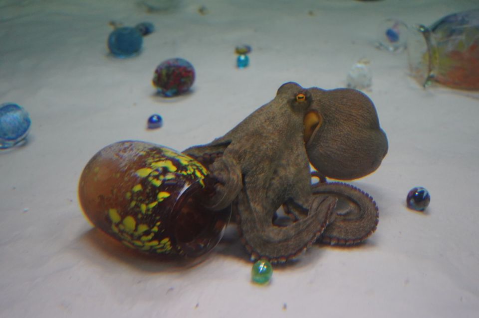 octopus xtapodi htapodi