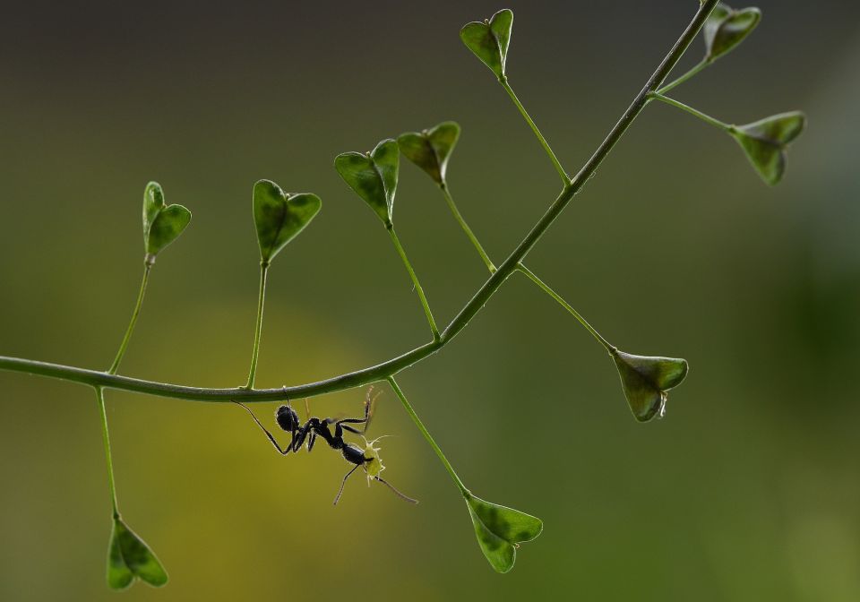 aphid-in-the-jaws-cpepebadiamarrero