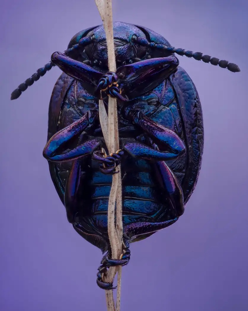 Violet leaf beetle Chrysolina sturmi Tyler Redford