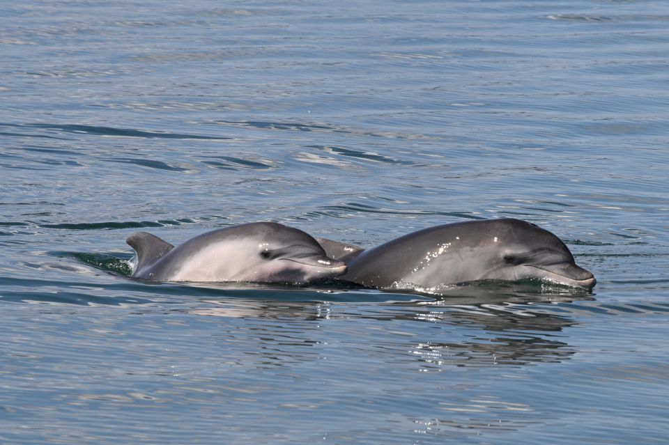 DELFINIA, AMBRAKIKOS