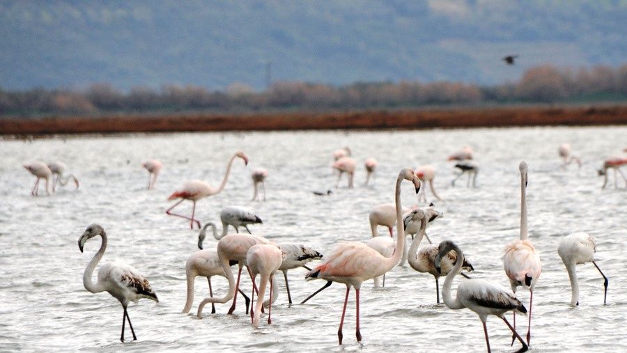 ygrotopoi, flamingo