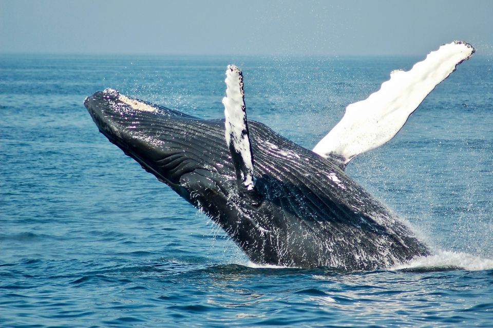 falaina whale.jpg