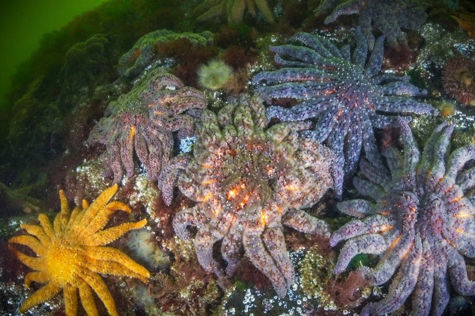 seastardisease75065.jpg