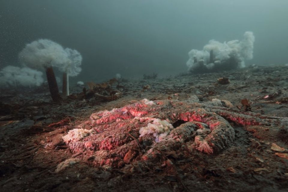 seastardisease83195.jpg