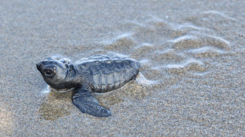 XELONA, KARETA, CARETTA