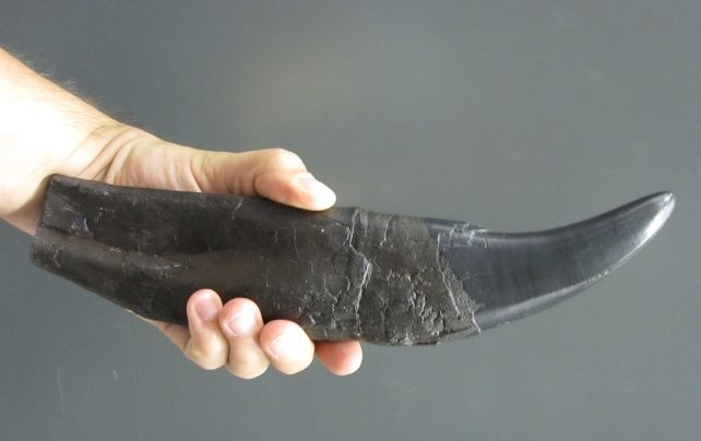 t-rex-tooth.jpg