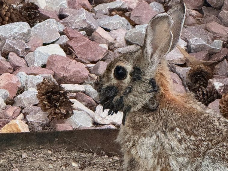 Rabbit, Colorado, kouneli, lagos