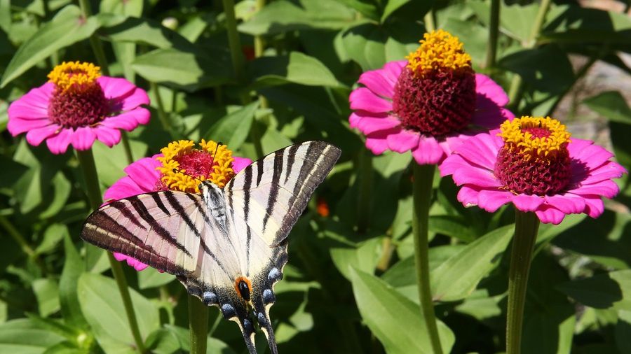 botanikos, diomidous, diomhdous