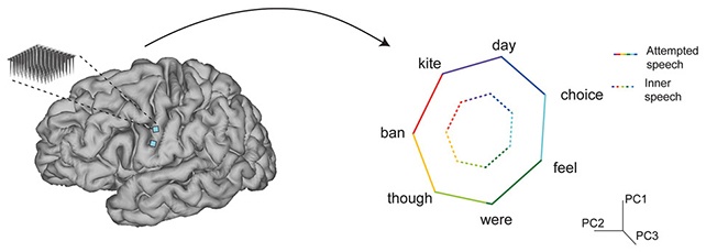 brain decoder
