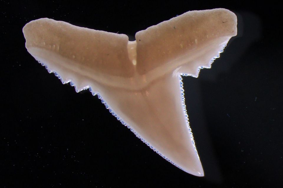 shark tooth