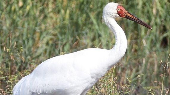 Siberian crane, leukogeranos 