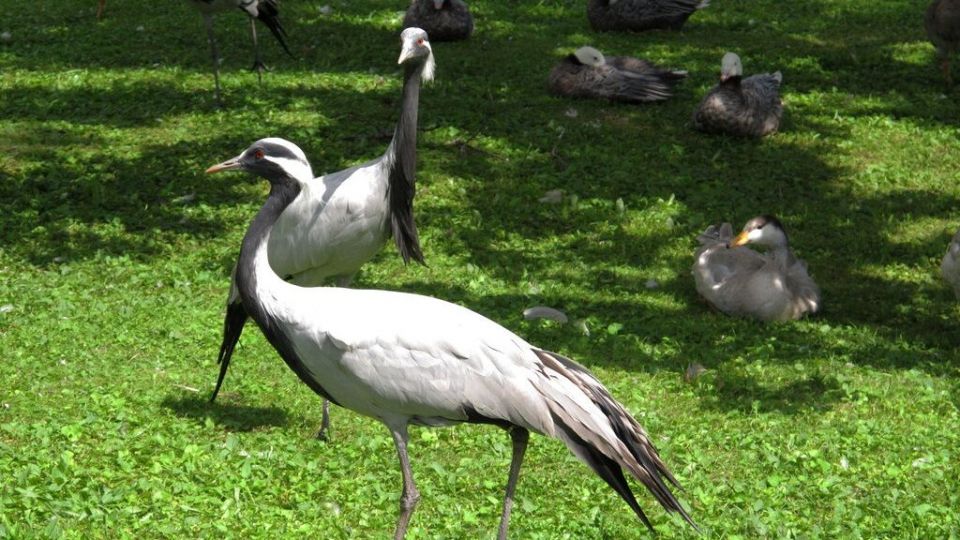 demoiselle cranes, o geranos noumidias