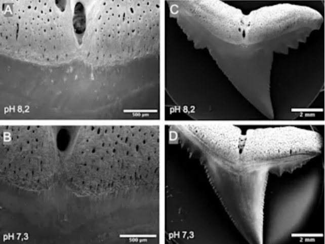 microscopic-views-of-damaged-shark-teeth.jpg