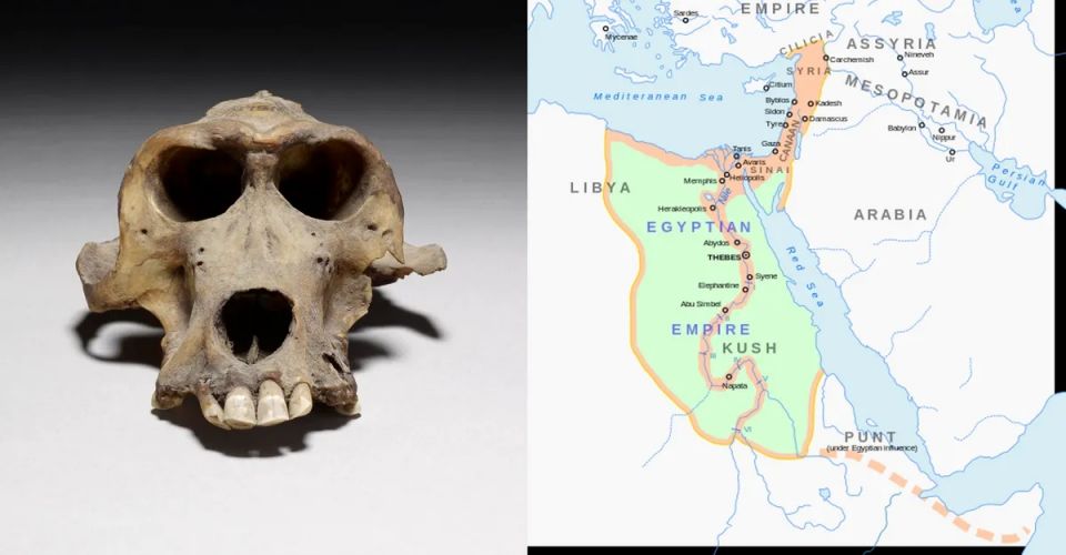 Οι επιστήμονες εντόπισαν αρχαία αιγυπτιακή πόλη που δεν εμφανίστηκε ποτέ σε χάρτες mummified-baboon-skulls-from-ancient-egypt-have-helped-reveal-the-location-of-the-ancient-port-of-punt-l.jpg
