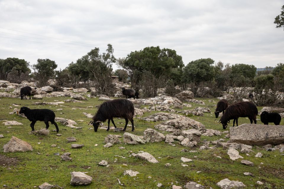 aigoprovata, aigoprobata