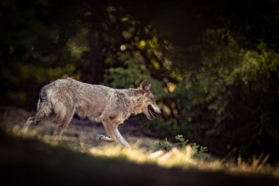 lykos, likos, wolf