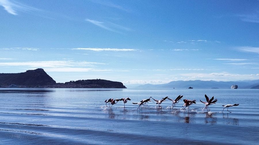 flamingo, flamingko , ydrobiotopos